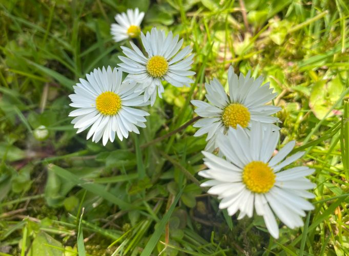 Afbeelding bij Wildpluk wandeling: (W)eet wat je plukt